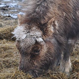 Musk Ox