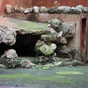 Enclosure African crested porcupines