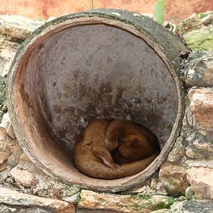 Sleeping Kinkajou