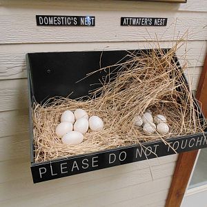 example of Attwater's Prairie Chicken Nest