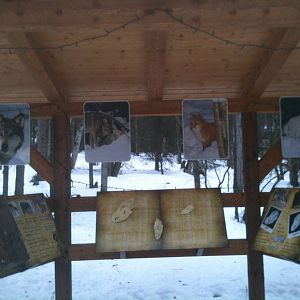 Informational Kiosk on Alaska's Native Canids.
