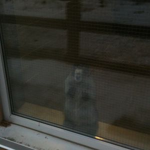 Hoary Marmot awaiting Spring