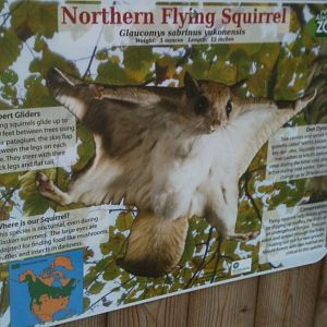 Northern Flying Squirrel Educational Sign