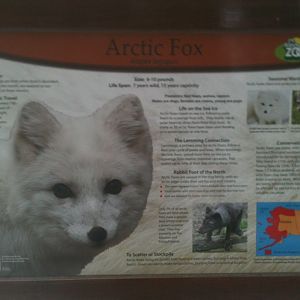 Arctic Fox Educational Sign