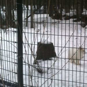 Arctic Fox Exhibit