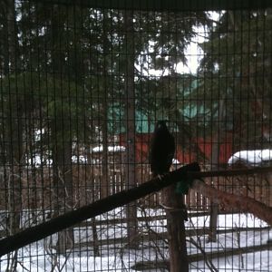 Red-tailed Hawk Exhibit