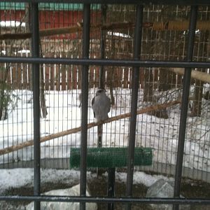 Northern Goshawk Exhibit