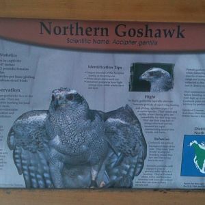 Northern Goshawk Educational Sign