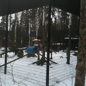 Red Fox Exhibit - Very large for two resident foxes