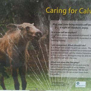 Moose Calf Awareness Sign