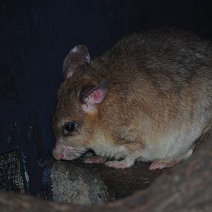 Malagasy Giant Rat