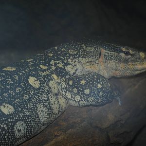 Ornate Monitor