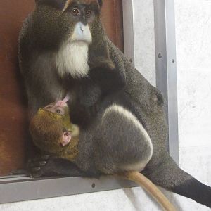 De Brazza Monkey and Baby