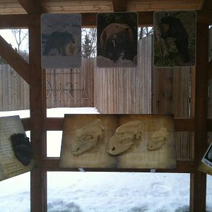 Educational Kiosk on Alaska's Native Bears