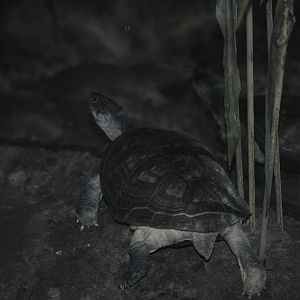 East African Black Mud Turtle