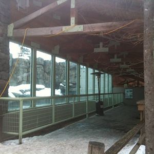 Polar Bear Exhibit Viewing Area