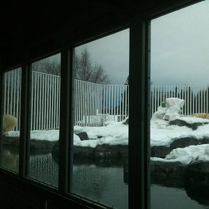 Polar Bear Exhibit