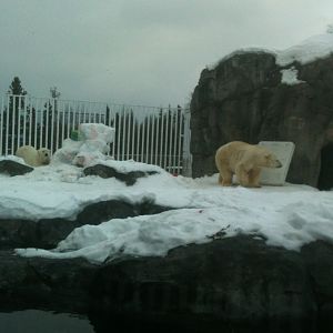 Polar Bear Exhibit
