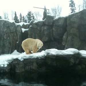 Polar Bear Exhibit