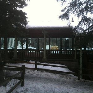 Polar Bear Exhibit and Viewing Area