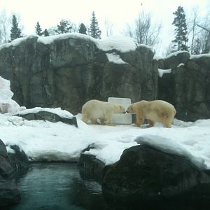 Polar Bear Exhibit - Male & Female