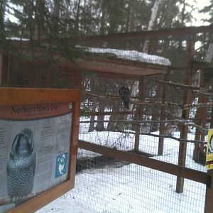 Northern Hawk Owl Sign and Exhibit
