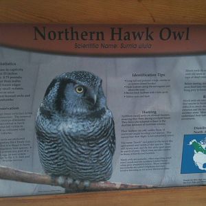 Northern Hawk Owl Educational Sign