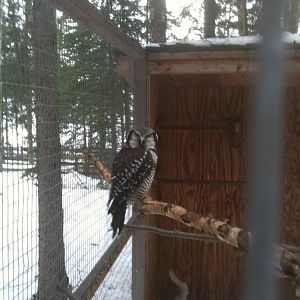 Northern Hawk Owl Exhibit