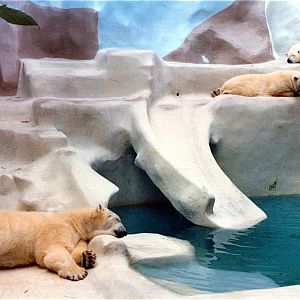 San Diego Zoo 10/1985