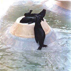 San Diego Zoo 10/1985