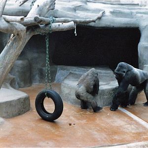 San Diego Zoo 10/1985