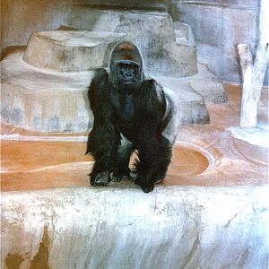 San Diego Zoo 10/1985