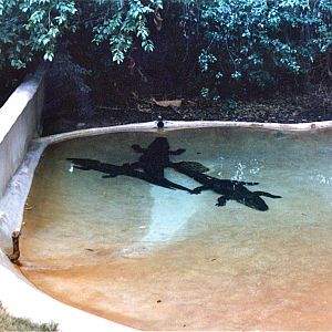 San Diego Zoo 10/1985