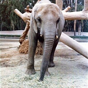 San Diego Zoo 10/1985