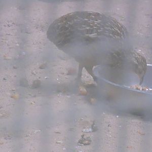 Andean Tinamou eating