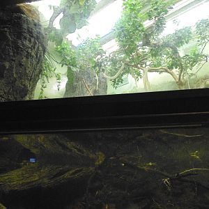 Best Black Mamba exhibit Ive Seen