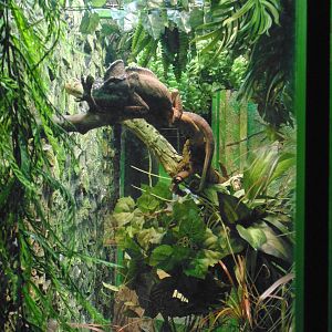 Giant  Malagasy Chameleon