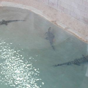 3 young Saltwater Crocs