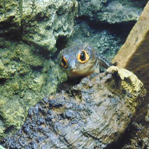 Orange Eyed Crocodile Skink