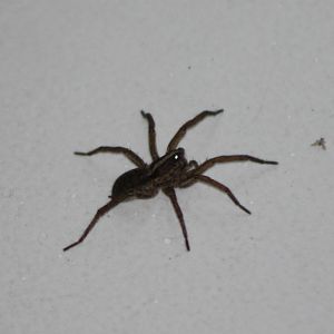 Spider ID