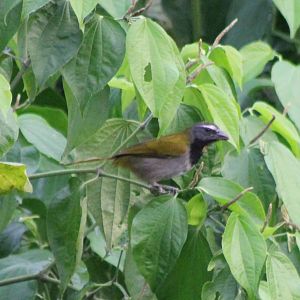 Saltator species ID