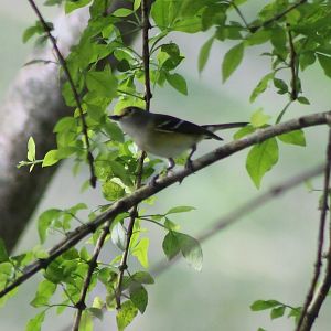 White-eyed vireo