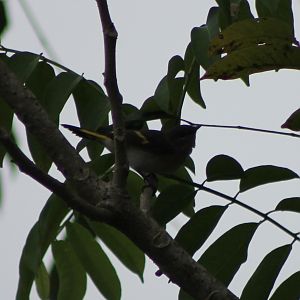 Bird ID