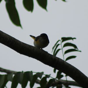 Bird ID