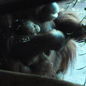 Bornean Orangutan and infant, 19 January 2014