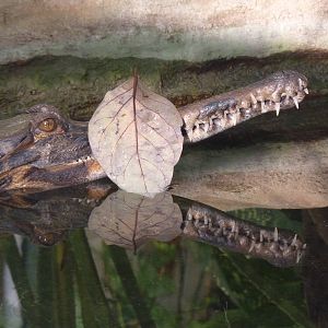 Tomistoma, 19 January 2014