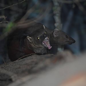 Ring-Tailed Mongoose