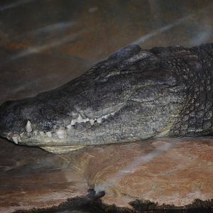 Nile Crocodile