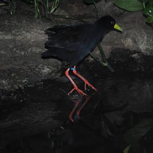 Black Crake