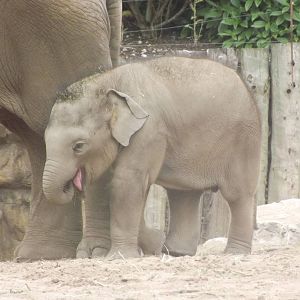 Asian Elephant Baby
